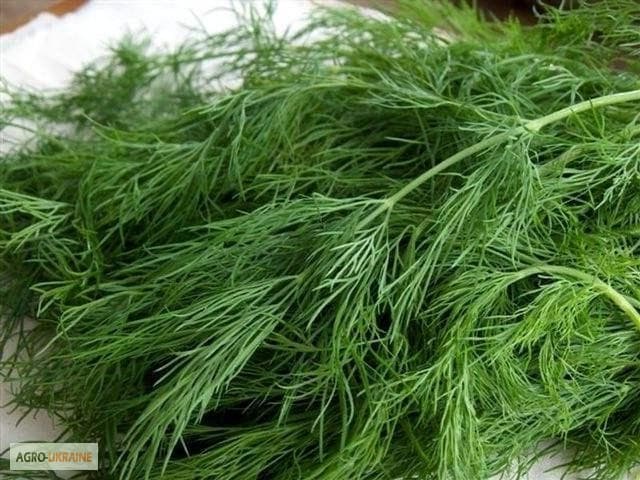 Продам качественные семена Укропа, Одесса, Одеська обл.