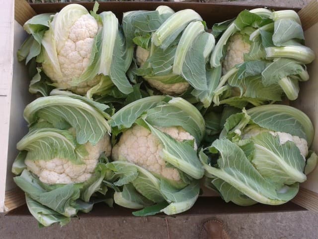 Продаж солінь та корейських салатів, Миколаївська обл.