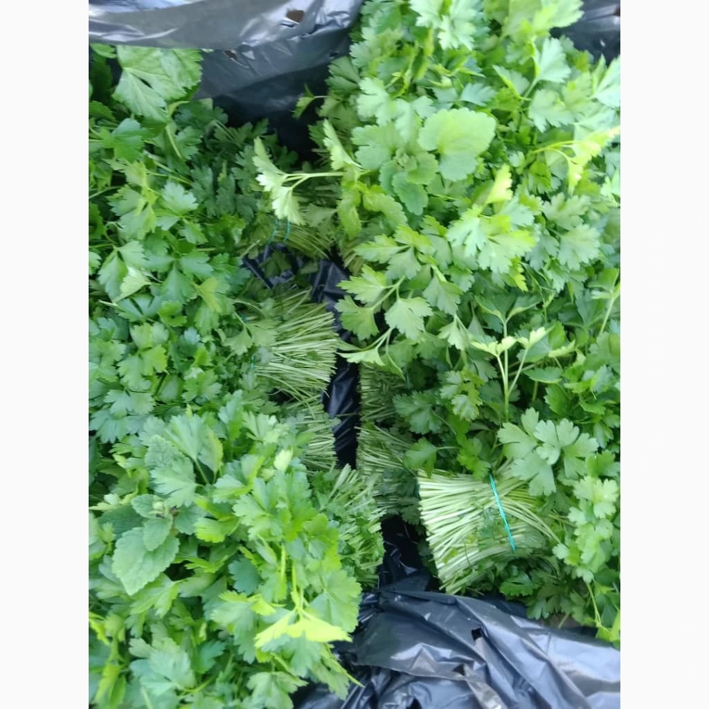 Продам зелень петрушки, Хмельницька обл.