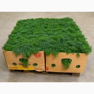Продам свіжий кріп (не фасований), Київ