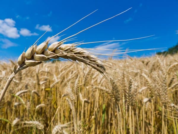 Продам ячмень, Миколаївська обл.