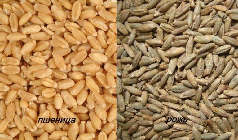 Продам пшеницю, Сумська обл.