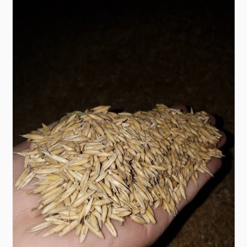 Продам овес, Рівненська обл.