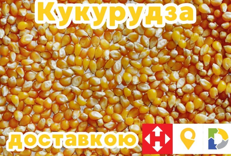 Продам кукурудзу, Київська обл.