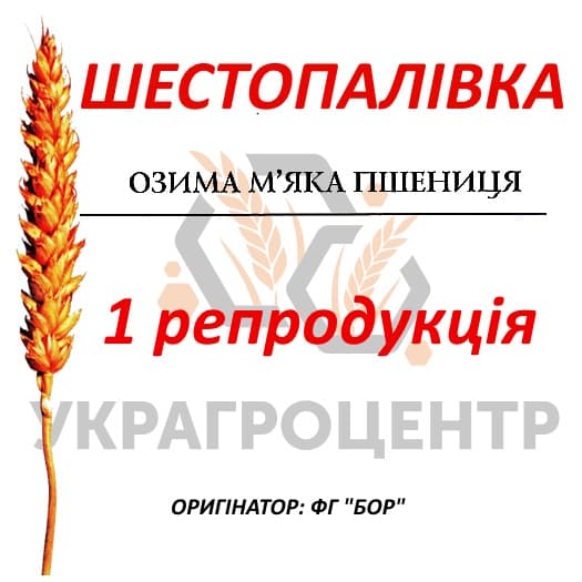 Продам Оз. пшеницю, Тернопільська обл.