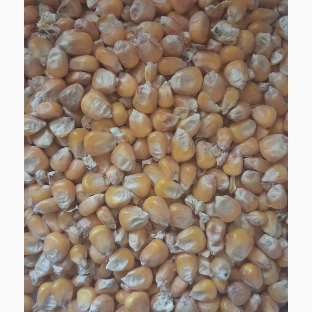 Продам кукурудзу, Львівська обл.