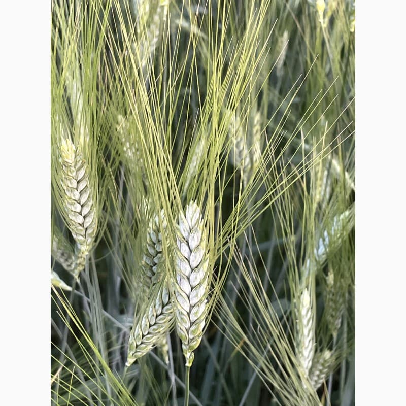 Продам пшеницю яру, Чернігівська обл.