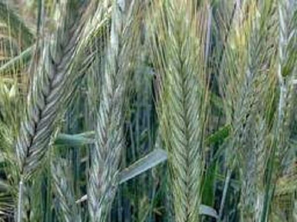 Продамо жито з доставкою, Львівська обл.
