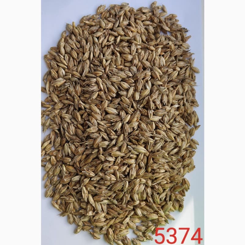 Продам спельту, Житомирська обл.