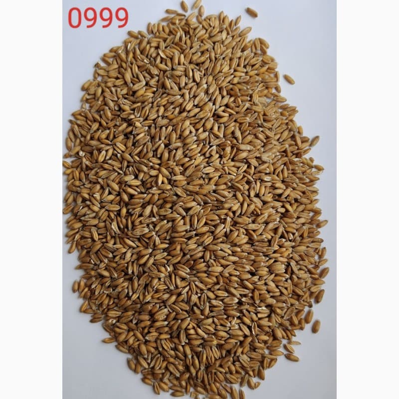 Продам спельту (лат. Triticum spelta, полба)- 100т, Київ