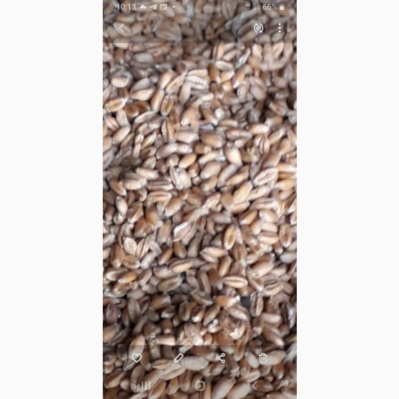 Продам пшеницю 3 класу, Житомирська обл.
