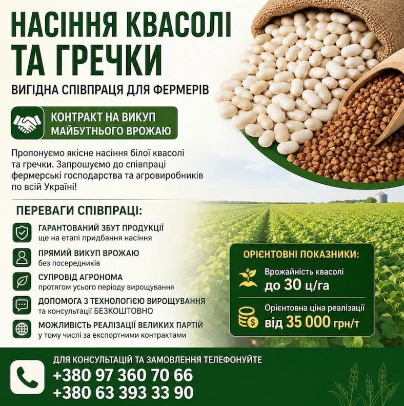 Насіння квасолі та гречки. Гарантія викупу врожаю, Волинська обл.