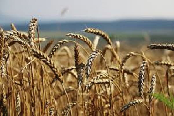 Пшениця 3-й клас 20 тонн, Рівненська обл.