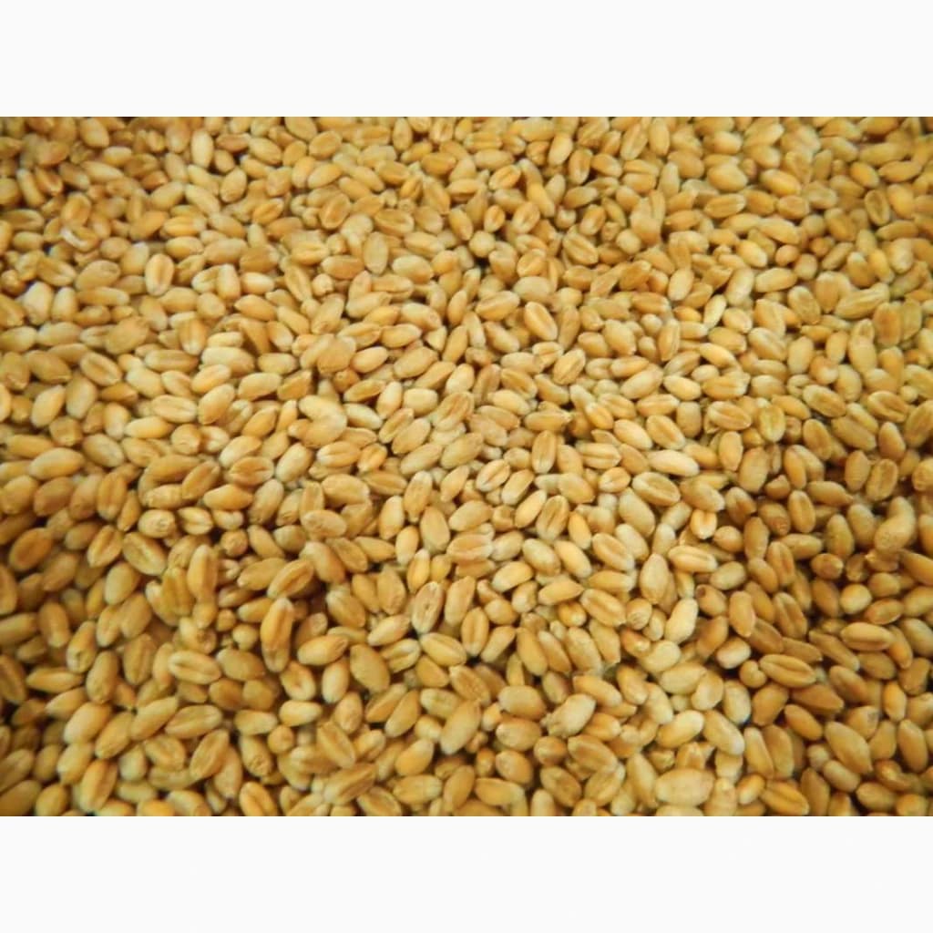 Продам пшеницю фуражну, Чернігівська обл.