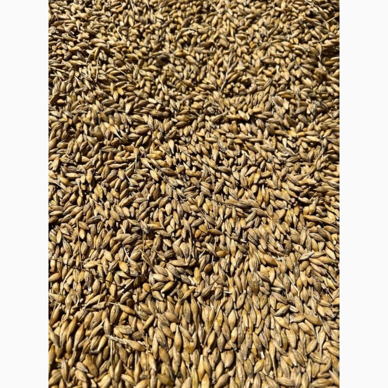 Продам фуражний ячмінь, Кіровоградська обл.