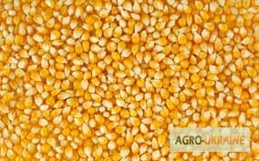 Продаж Кукурудзи, Тернопільська обл.