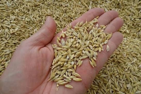 Продам ячмінь, 20 тонн, ціна договірна, Київська обл.