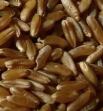 Продам насіння пшениці Яра, Чернігівська обл.