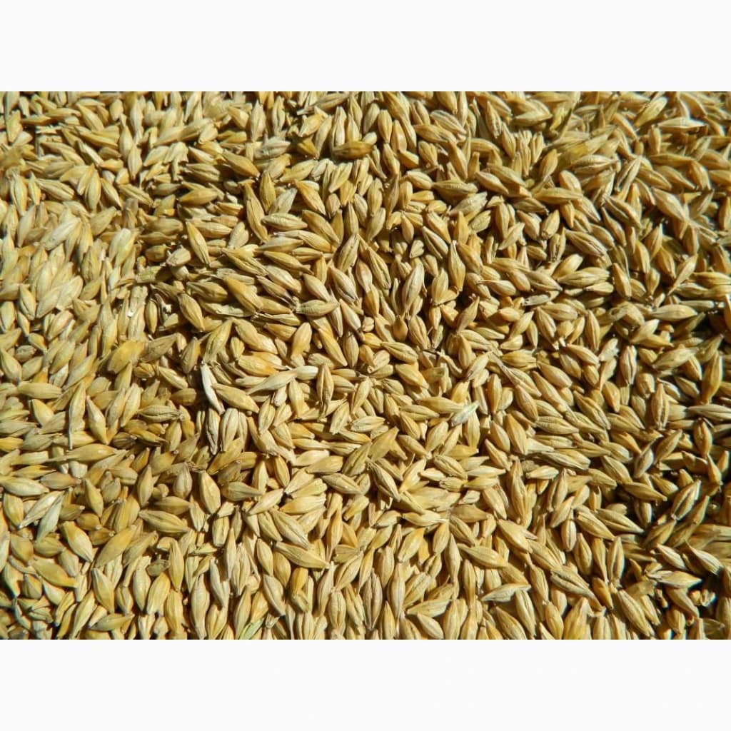 Продам пивоварний ячмінь, Полтавська обл.