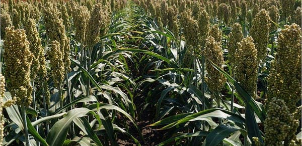 Продамо червоне сорго вр.2025, Київська обл., 13 т в біг-бегах