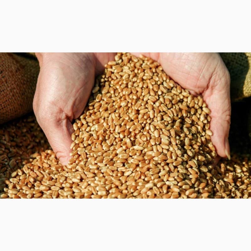 Продам товарну пшеницю з пдв та без, Сумська обл.