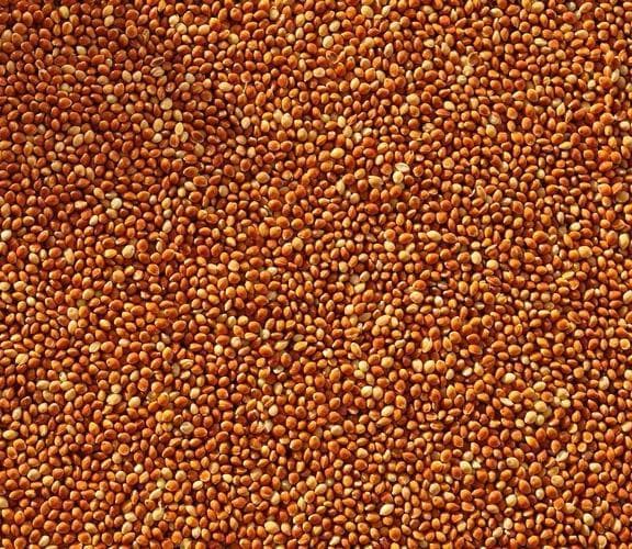 Продам насіння проса еліта сорт Полтавське золотисте із сертефікатом, Кіровоградська обл.