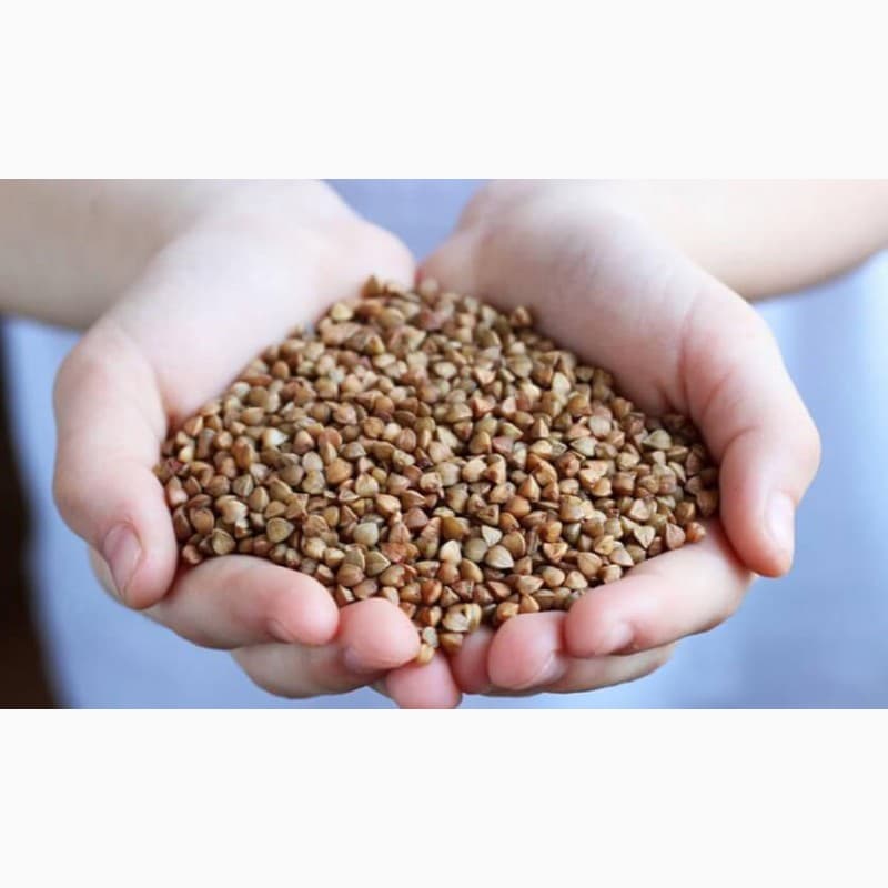 Продаж ГРЕЧКА (Buckwheat), Одеська обл.