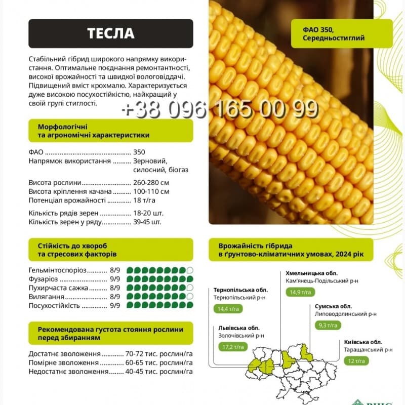Продам кукурудзу Тесла ФАО 350, Вегас ФАО 280 у м.Дніпро по супер цінам, Дніпропетровська обл.