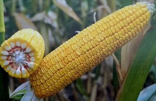Продам насіння кукурудзи Хотин, Хортиця, Прайм, Фієста, Гран-6, Гроно, Дніпропетровська обл.